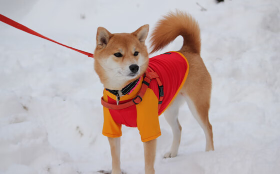 基:全黑队的“全能防守者”,每一次拦截都带来新的攻势机会