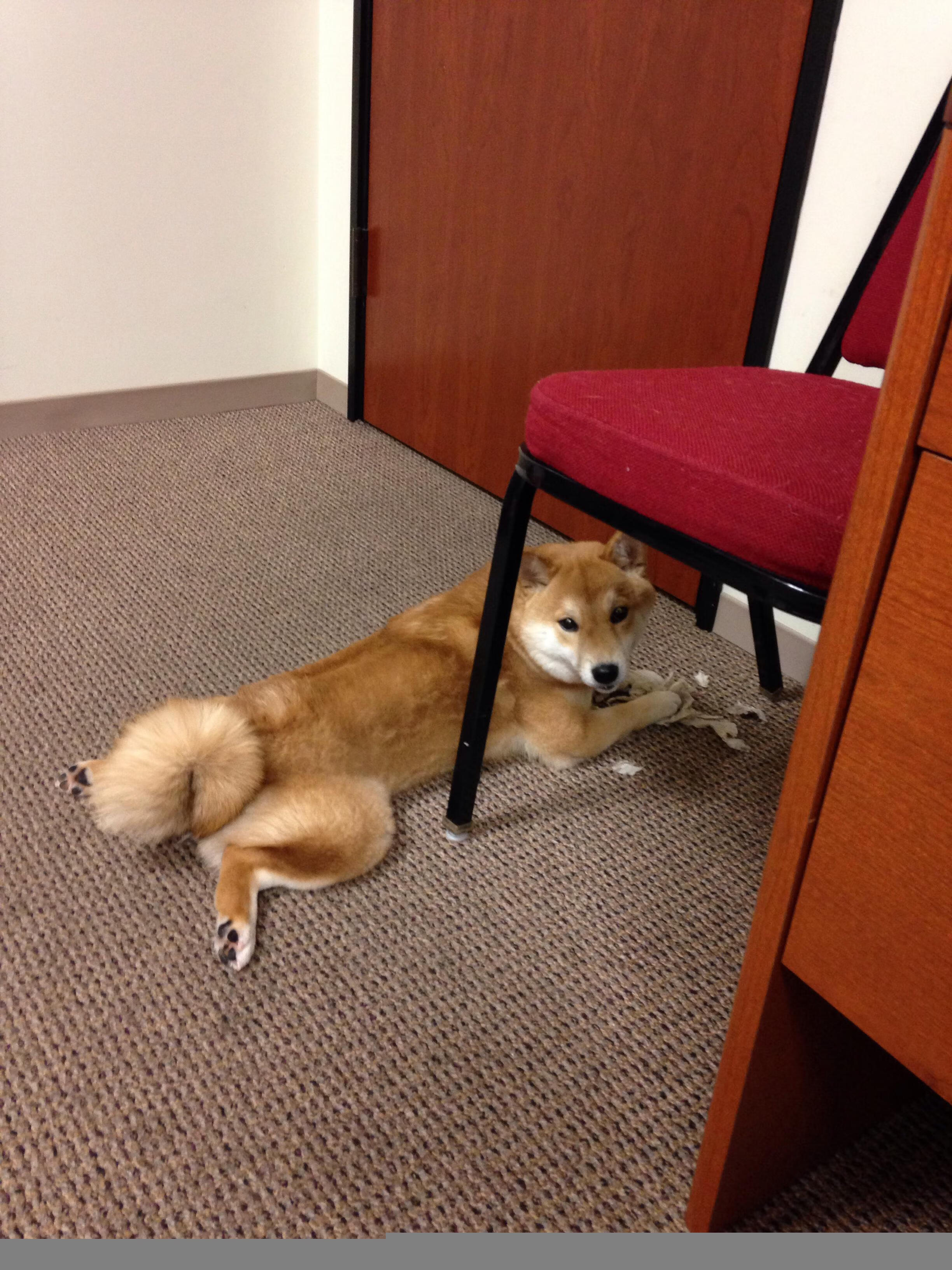 数字孪生技术在足球场馆管理中的应用不断深化，提升管理智能化水平