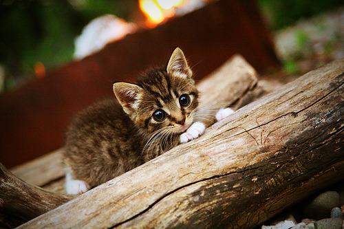 曼联在关键比赛中取胜，稳扎稳打追赶榜首